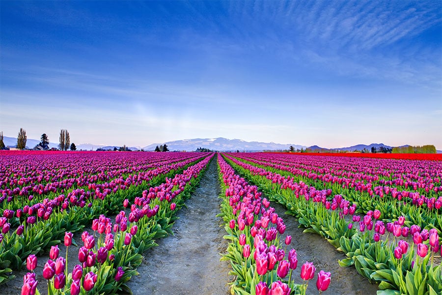 Skagit Valley Tulips Washington Good Neighbor Club Trip