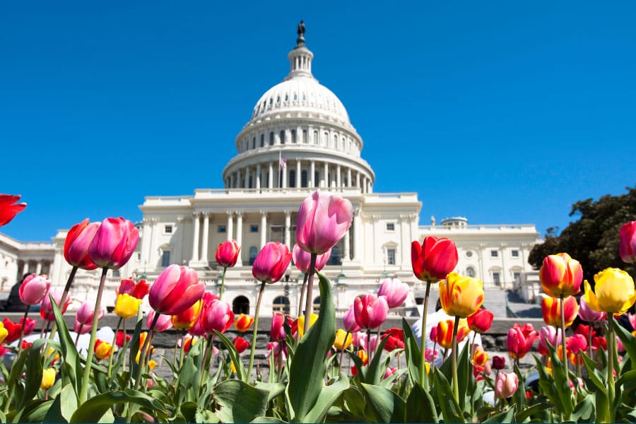 Good Neighbor Club Tulips The American Legacy Washington Dc Summer 2026
