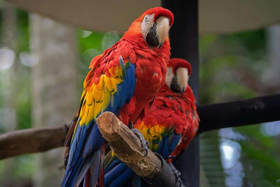 Costa Rica Parrots